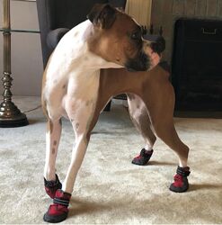 Ботинки 2 шт. Top Paw, p. XL, взуття для собаки