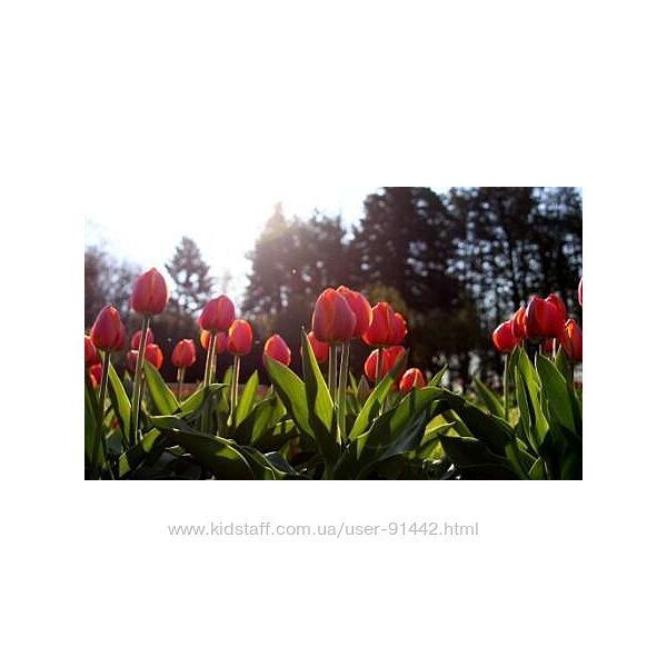 Тюльпани голландські червоні