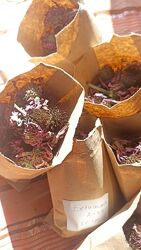 Ехінацея лікарська пурпурова сушена чай, що покращує імунітет 50 грам 