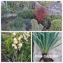 юка нитяна садова