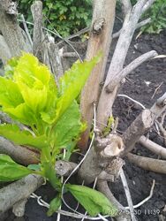 #1: корінь просипається