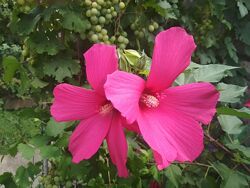 Гібіскус травянистий мальвові