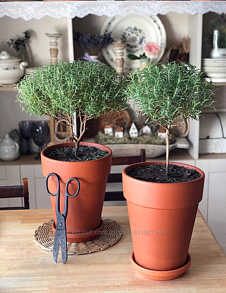 Розмарин саженцы