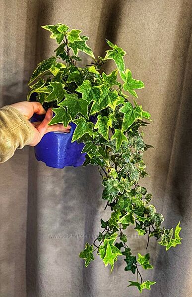 ОстаннійПлющ великий гарний хедера на подарунок