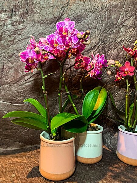 Шикарні міні орхідеї на подарунок в керамічному кашпо