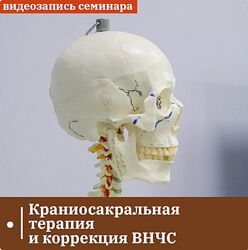 Григорий Крутов Краниосакральная терапия и коррекция ВНЧС 2024