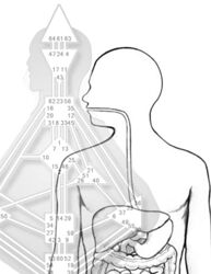 Полина Ковалевич Питание и пищеварение 2024