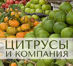Анна Зворыкина Цитрусы и компания 2024