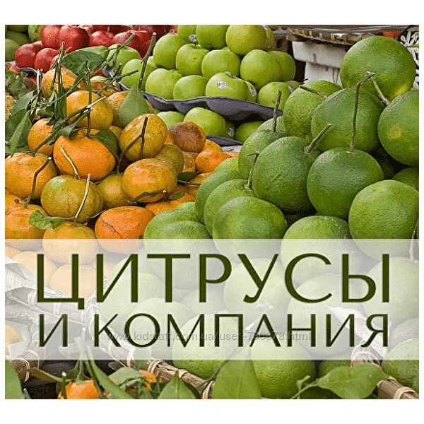 Анна Зворыкина Цитрусы и компания 2024