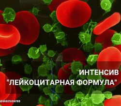 Анастасия Семко Лейкоцитарная формула 2024