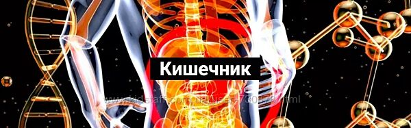 Никита Истомин Кишечник 2024