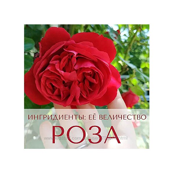 Анна Зворыкина Ингредиенты её величество Роза