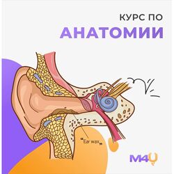 Medforyou школа медицины Курс по анатомии 2024