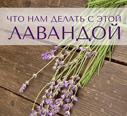 Анна Зворыкина Ингредиенты что нам делать с этой лавандой 2024