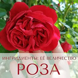 Анна Зворыкина Ингридиенты - её величество Роза 2024