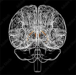 Сергей Лопатин Биология стресса. Лекция 4. Неконтролируемый стресс 2024