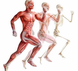 Александр Волоткевич Часть 2 Коррекция во фронтальной и поперечной плоскост