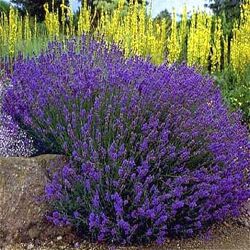 #5: дарк хидкот, 45грн