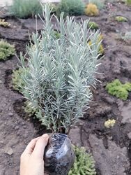 #6: 35грн, сиреневая