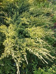 #4: дрим джой