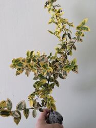 #3: пример саженца