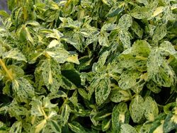 #4: голден арлекин 