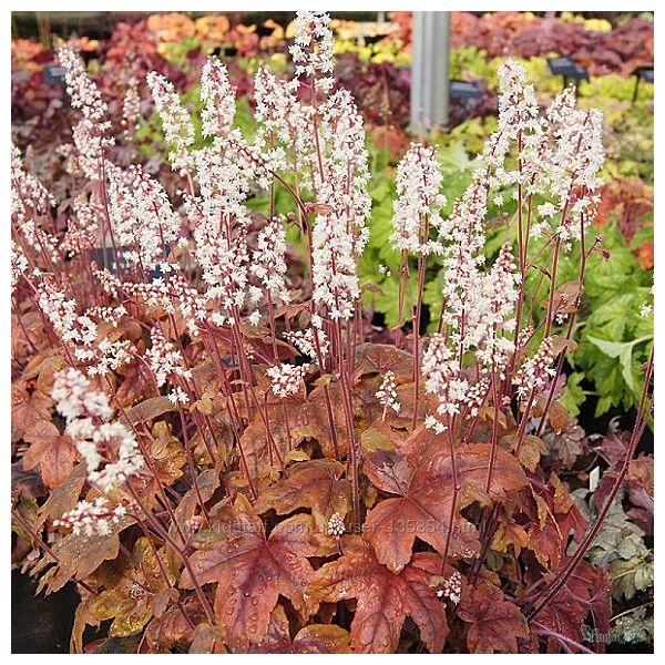 Гейхеры сортові, яскраві кольори