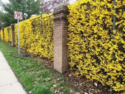 #1: изгородь