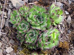 #3: лесное молодило, 25