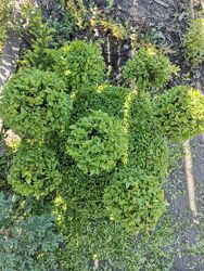 #6: фигура из самшита