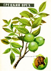 Масло грецкого ореха 500мл