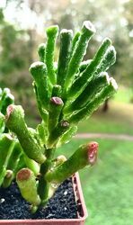 Красули Hobbit i Variegata розпродаж