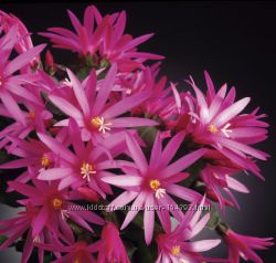 #3: Андромеда