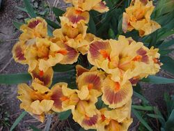 #6: brigh