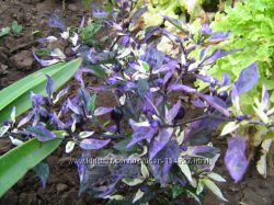 #1: Ornamental Calico,