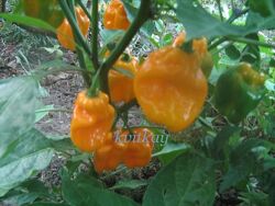 #4: habanero hot lemon (