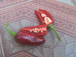 #7:  Jalapeno purple