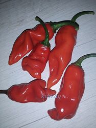 #5:  Мако Коку червоний 