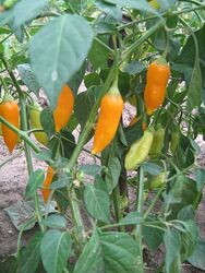 #7: Aji Habanero hot