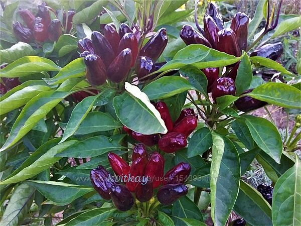 Насіння гострих перців екзотичних сортів  