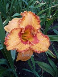 #5: HEM-CAJUN DREAMING