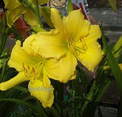 #8: bordurniy yellow