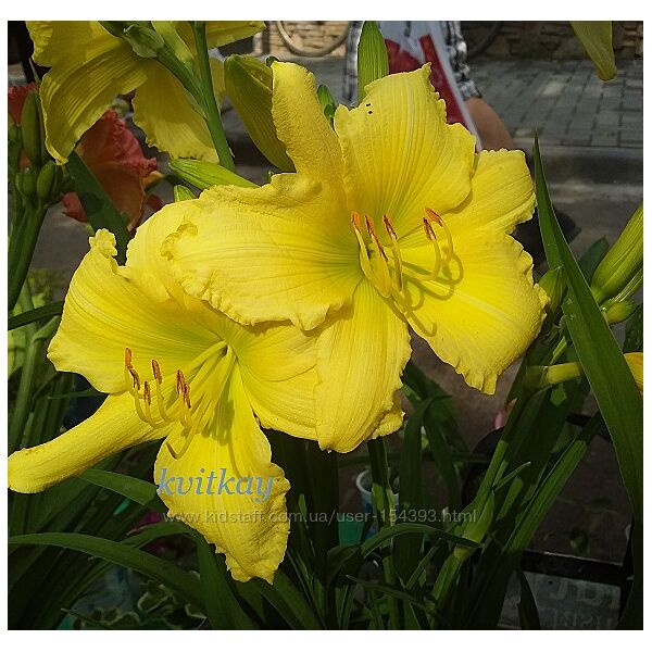 #8: bordurniy yellow