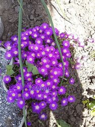 #7: делосперма