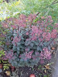 #10: Піколетте