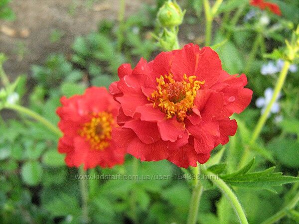 Насіння багаторічних квітів, кущів, дерев