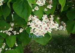 Насіння багаторічників та декоративних кущів