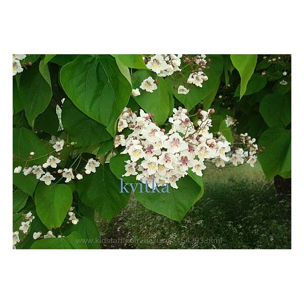 Насіння багаторічників та декоративних кущів