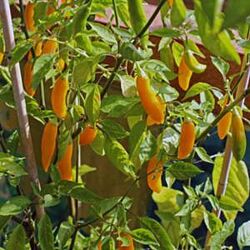 #1:  Аджи Цито 