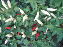 #2: Aji Omnicolor, C. Ba